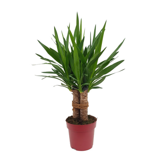 Yucca Palme 'Tres Cañas' – 70 cm pflegeleicht & robust