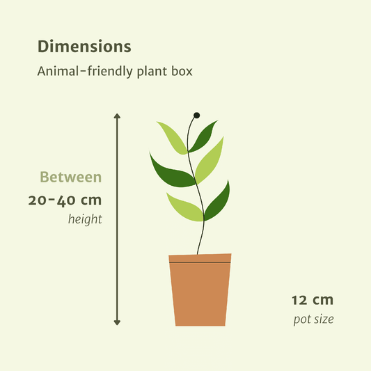 Tierfreundliche Zimmerpflanzen 4er-Set Ø12cm – Pflegeleicht & Modern