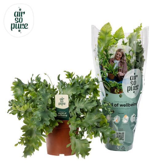 Phlebodium Davana – Pflegeleichte Trendpflanze Ø12cm