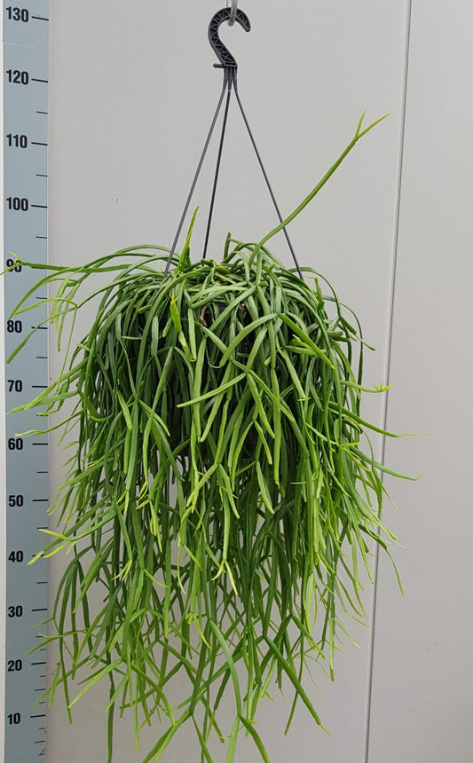 Rhipsalis Trigona – Pflegeleichte luftreinigende Zimmerpflanze