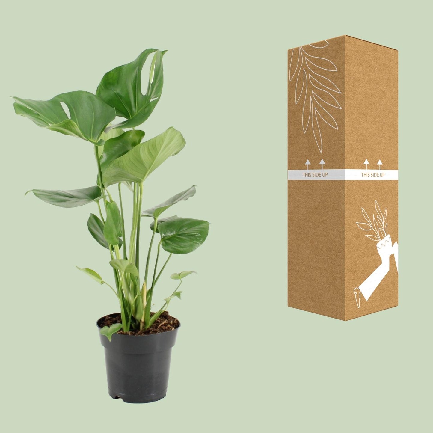 Monstera Deliciosa – Pflegeleichte Trendpflanze Ø17cm