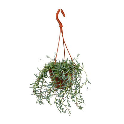 Senecio Hallianus – Pflegeleichte Trendpflanze Ø12cm