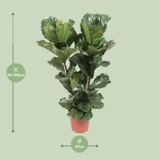 Ficus Lyrata – Geigenfeige Ø27cm, ca. 100cm hoch