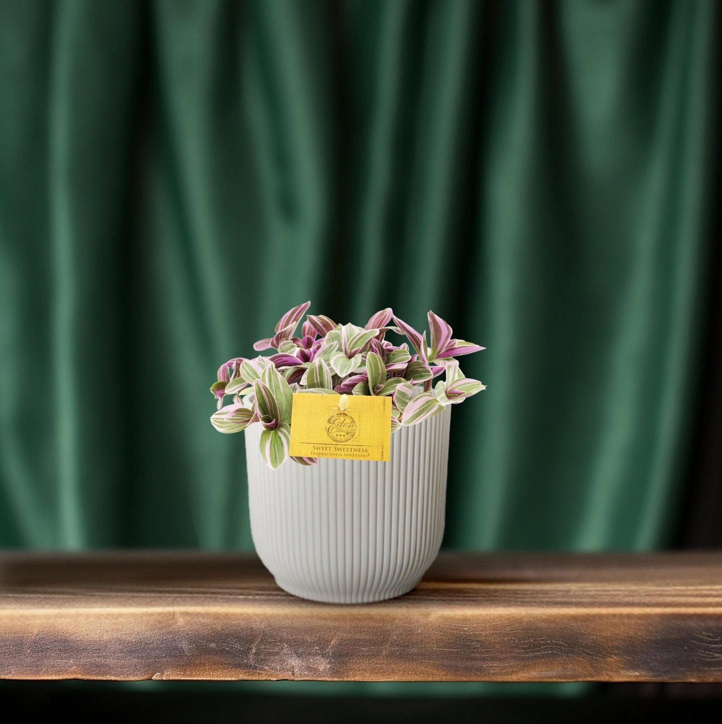 Dreimasterblume 'Sweetness' – Pflegeleichte Zimmerpflanze Ø10,5cm