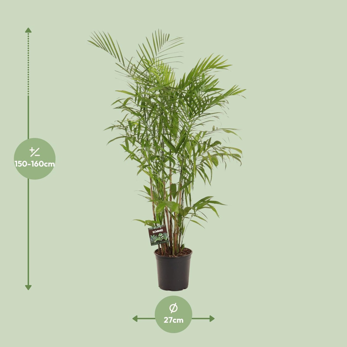 Zwergbergpalme – Pflegeleichte Zimmerpflanze 160 cm
