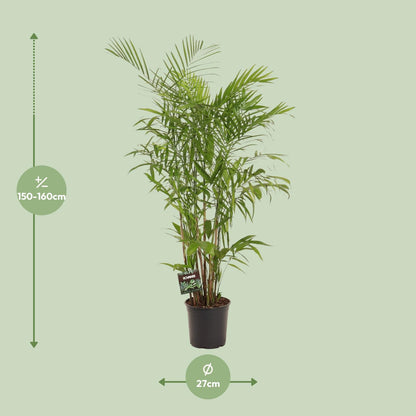 Zwergbergpalme – Pflegeleichte Zimmerpflanze 160 cm