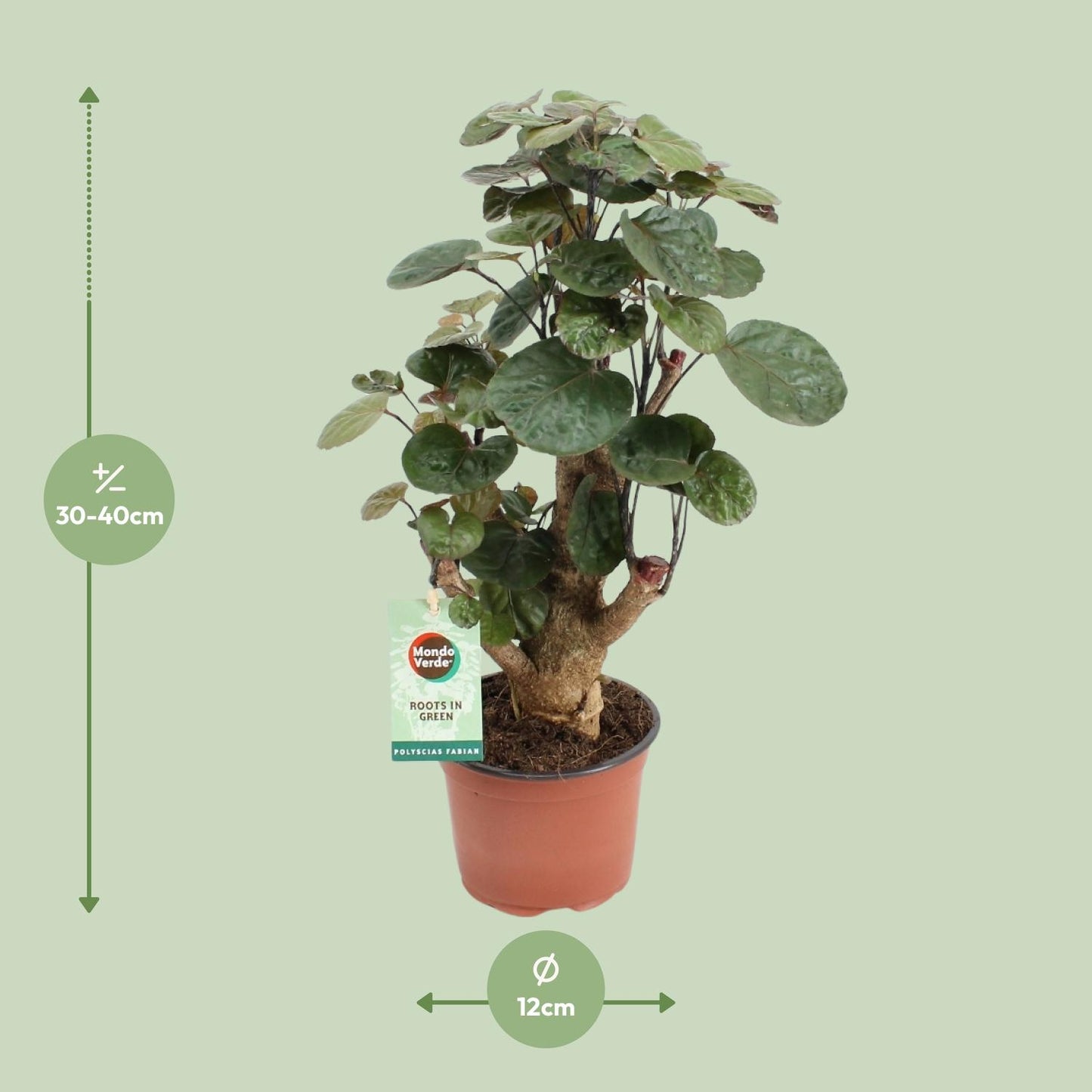 Polyscias Fabian – Pflegeleichte Zimmerpflanze Ø12cm, Höhe 40cm