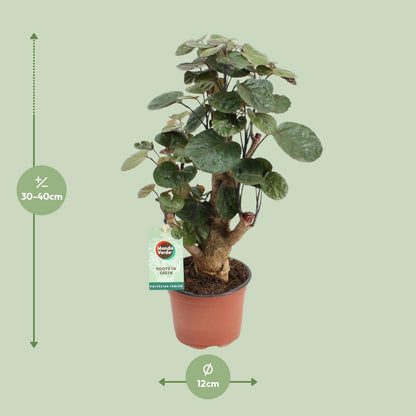 Polyscias Fabian – Pflegeleichte Zimmerpflanze Ø12cm, Höhe 40cm