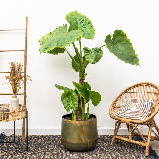 Alocasia Portodora auf Stamm – 180 cm, tropische Zimmerpflanze