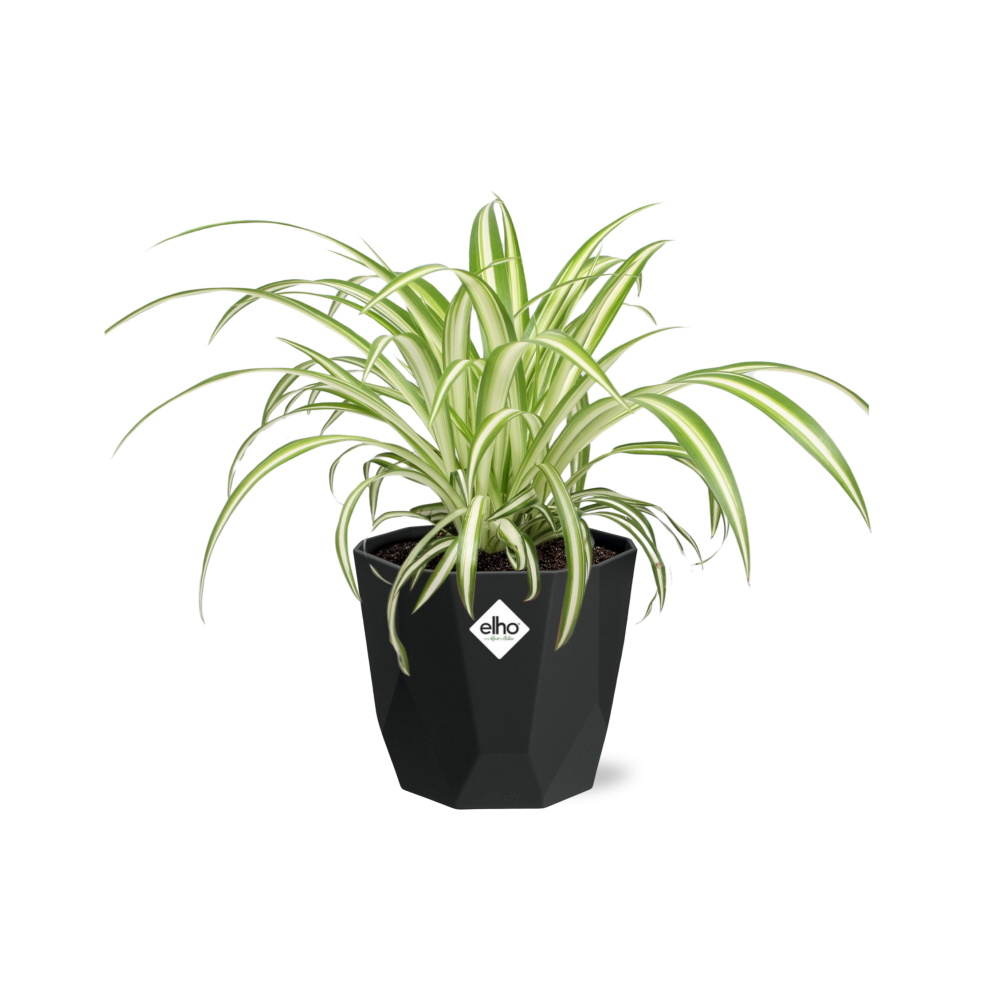 Chlorophytum Comosum Variegatum – Pflegeleichte Grünlilie 14cm