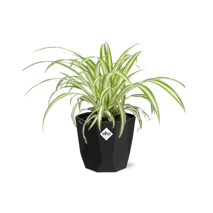 Chlorophytum Comosum Variegatum – Pflegeleichte Grünlilie 14cm