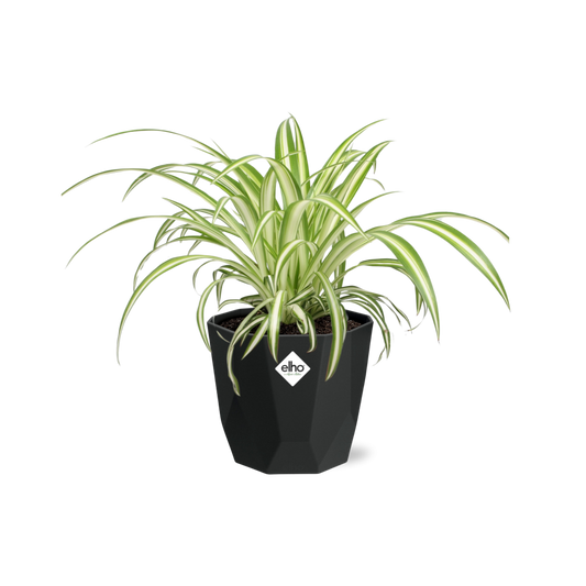 Chlorophytum Comosum Variegatum – Pflegeleichte Grünlilie 14cm