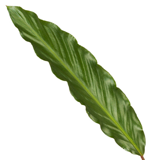 Calathea Wavestar – Pflegeleichte Zimmerpflanze 80 cm