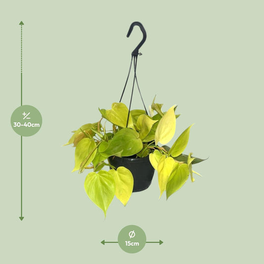 Philodendron Lime – Leuchtend grüne Zimmerpflanze Ø15cm