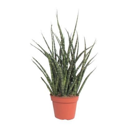 Sansevieria Fernwood Punk – Pflegeleichte Zimmerpflanze Ø12cm
