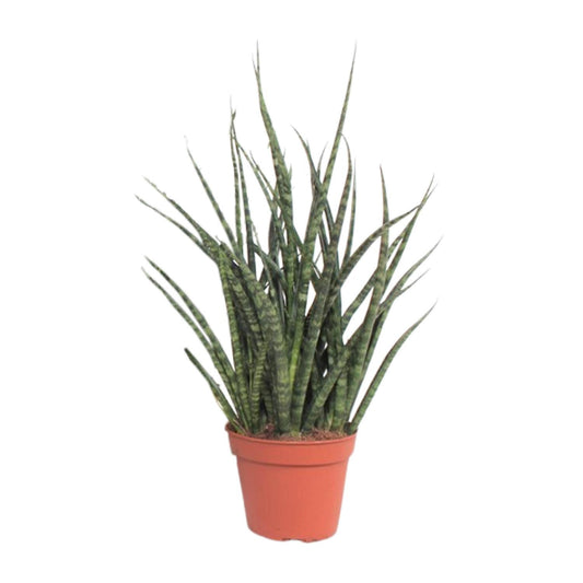 Sansevieria Fernwood Punk – Pflegeleichte Zimmerpflanze Ø12cm