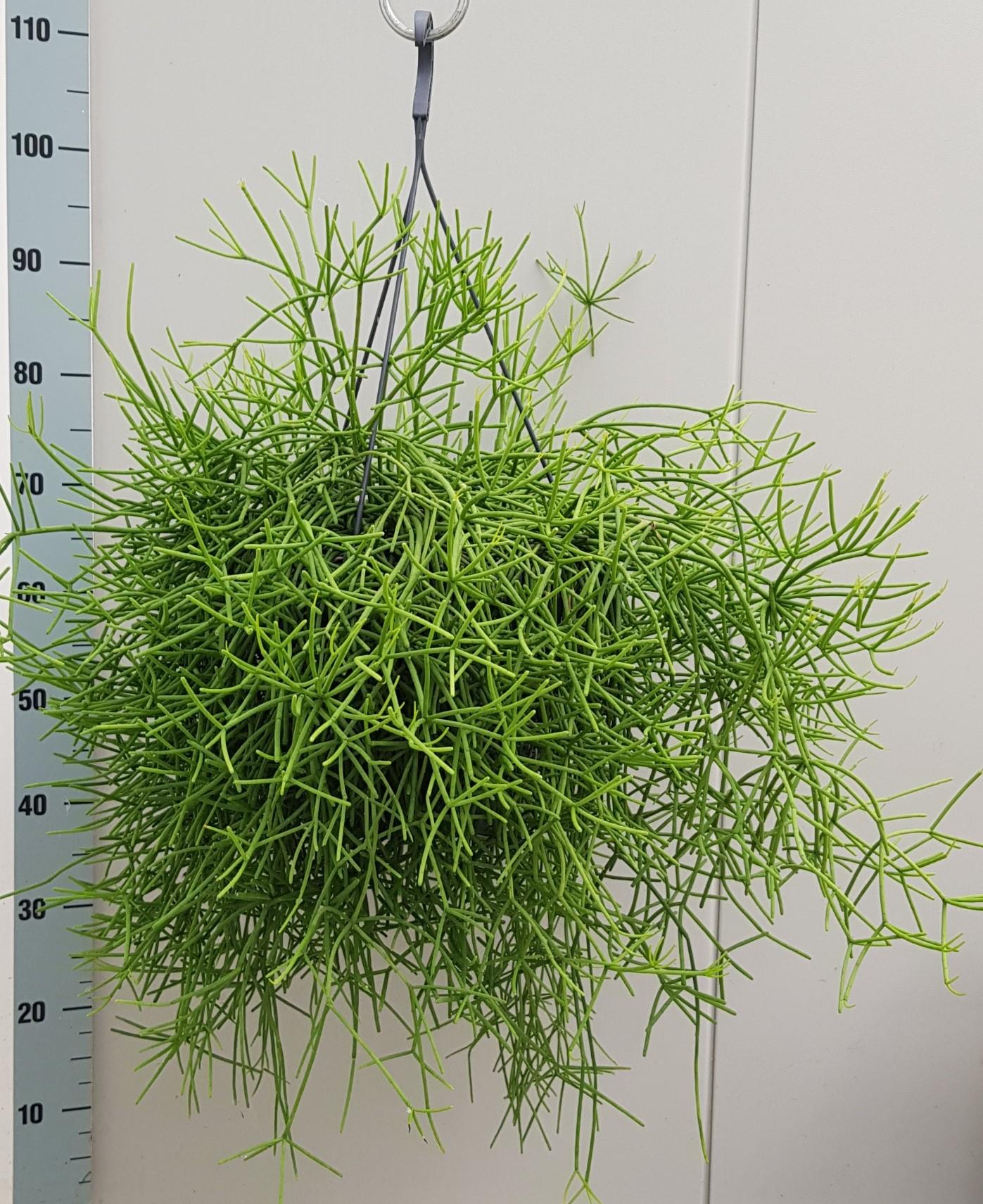 Rhipsalis Heteroclada – Pflegeleichte luftreinigende Zimmerpflanze Ø25cm