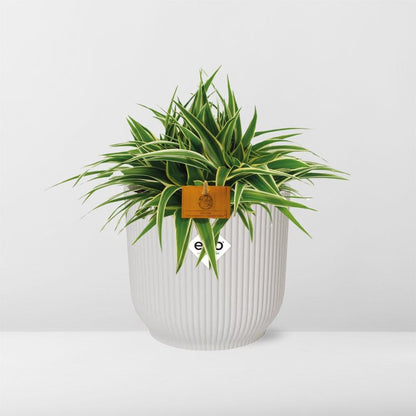 Chlorophytum Ocean 15cm mit ELHO Vibes Fold Topf weiß