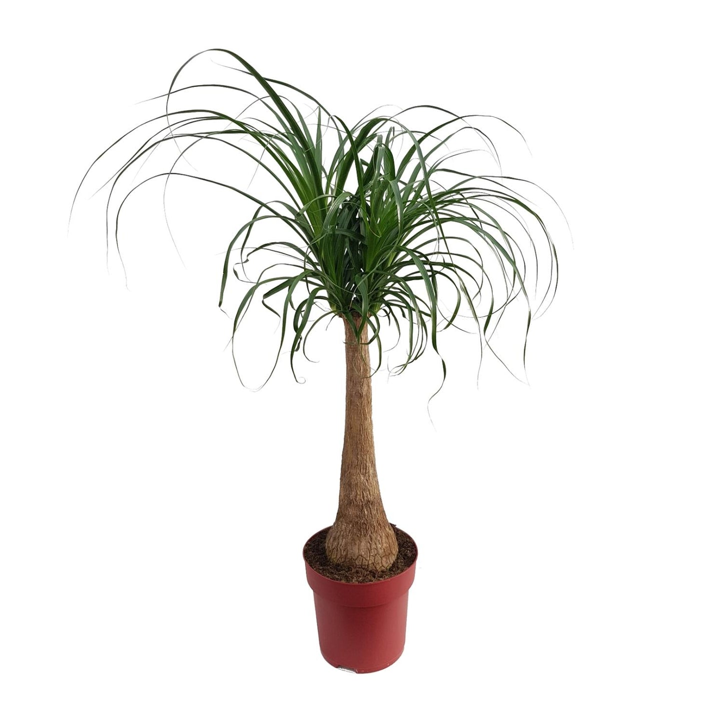 Elefantenfuß 'Maya Palm' – Pflegeleichte Zimmerpflanze 110 cm