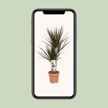 Dracaena Magenta – Pflegeleichter Drachenbaum Ø17cm, 80cm hoch