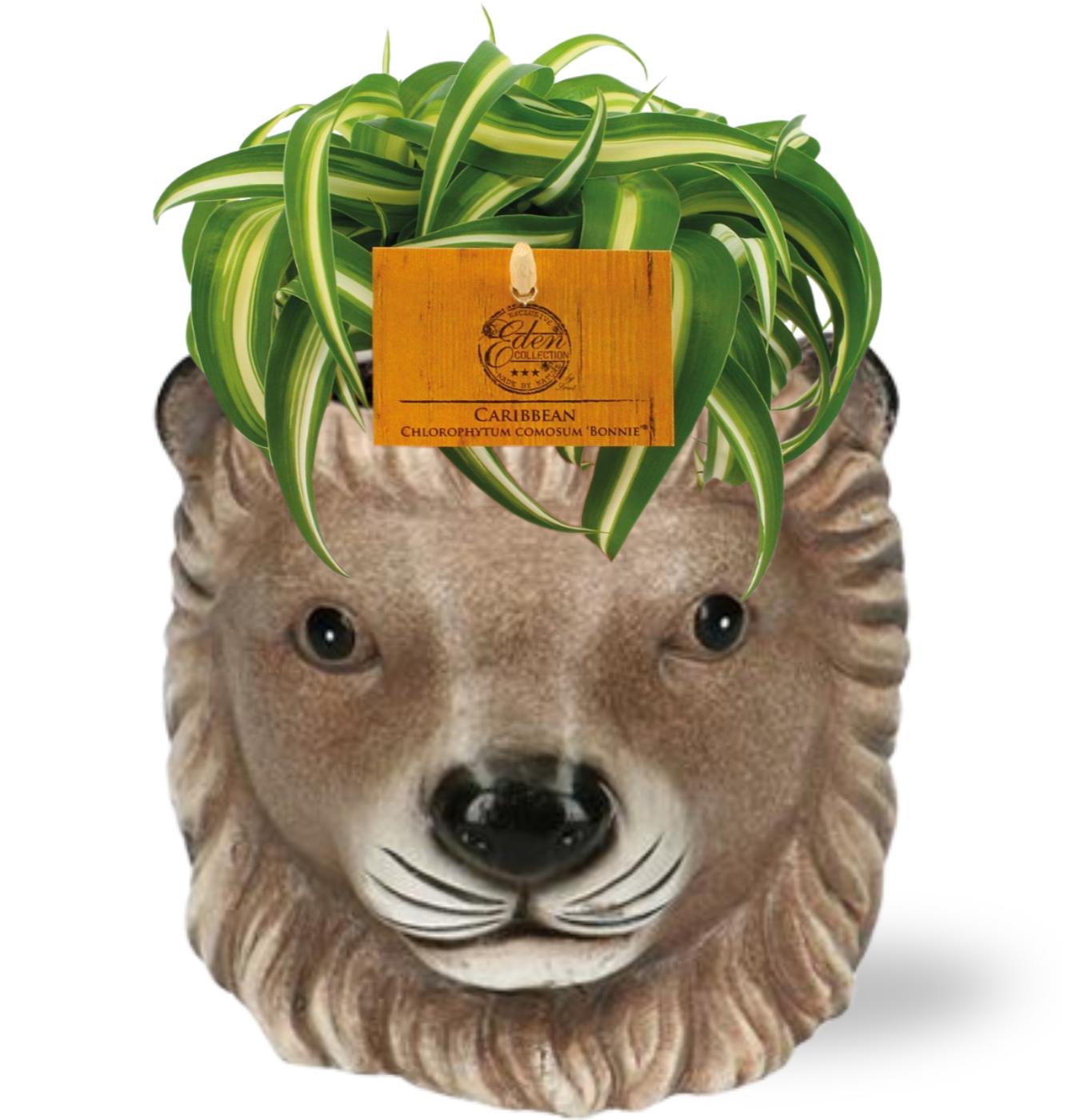 Chlorophytum Bonnie mit Leeuw Blumentopf – Pflegeleicht & Luftreinigend