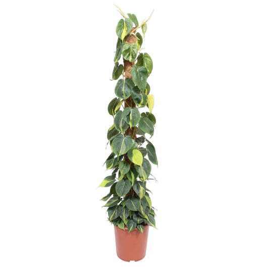 Philodendron Scandens Brasil – 150 cm, Ø 27 cm, pflegeleicht