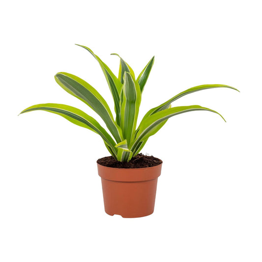 Drachenbaum Lemon Lime – Pflegeleichte Zimmerpflanze 27 cm
