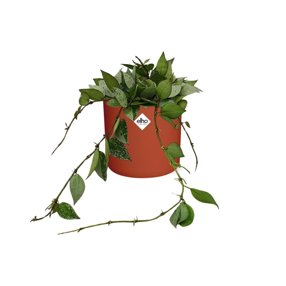 Hoya Krohniana Eskimo – Wachsblume im ELHO b.for soft Rond 14cm Brique