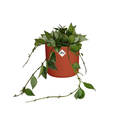 Hoya Krohniana Eskimo – Wachsblume im ELHO b.for soft Rond 14cm Brique