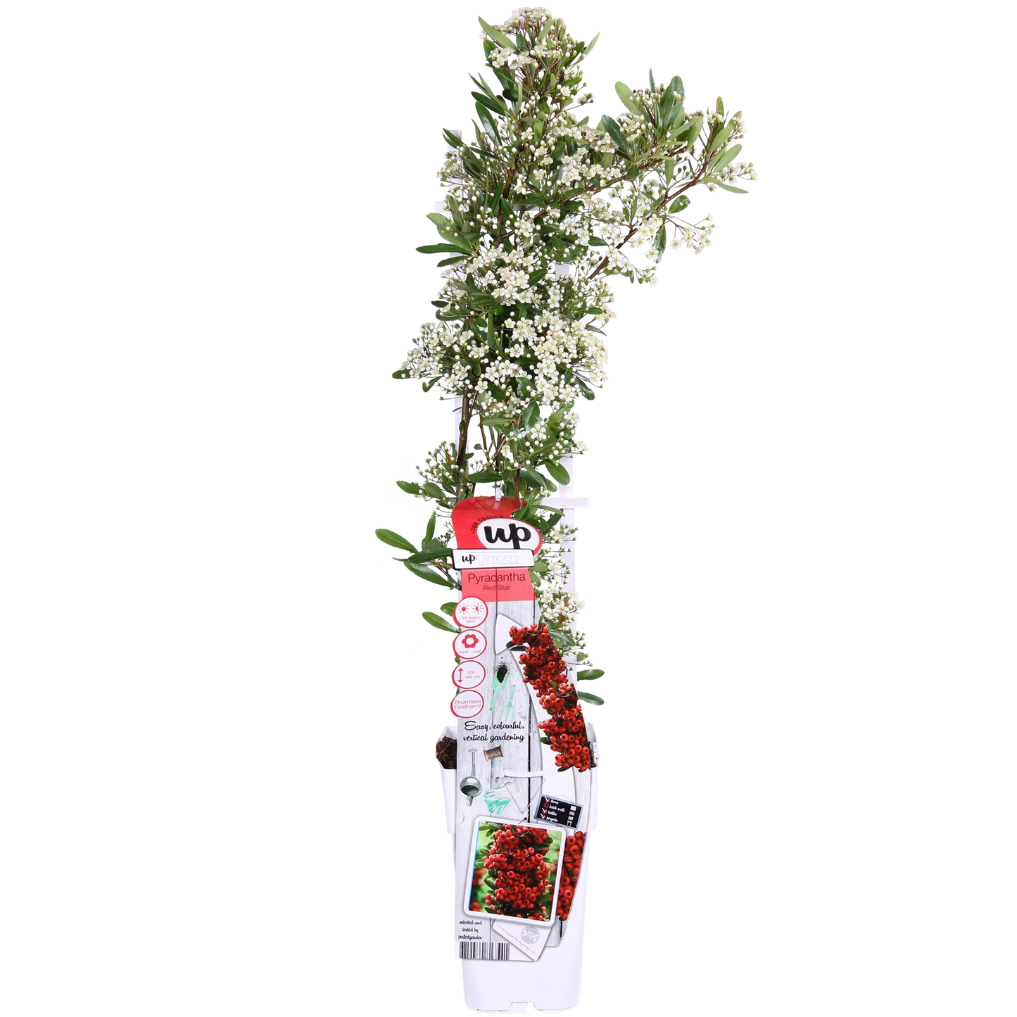 Pyracantha coccinea Red Star – Immergrüner Feuerdorn mit roten Beeren