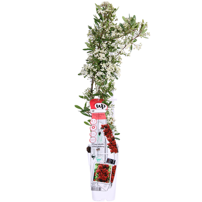 Pyracantha coccinea Red Star – Immergrüner Feuerdorn mit roten Beeren