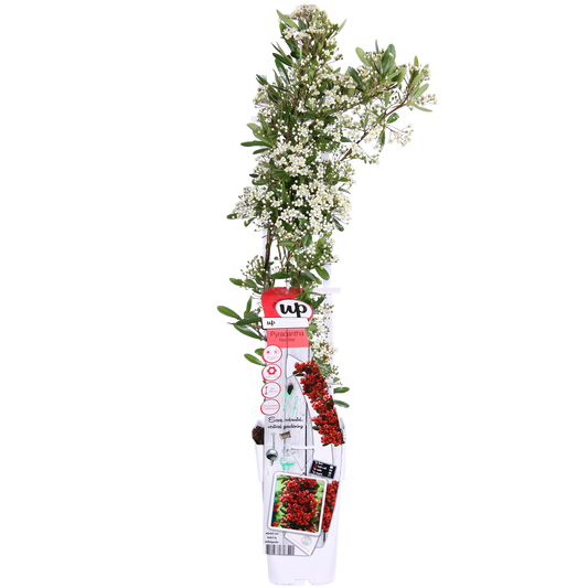 Pyracantha coccinea Red Star – Immergrüner Feuerdorn mit roten Beeren