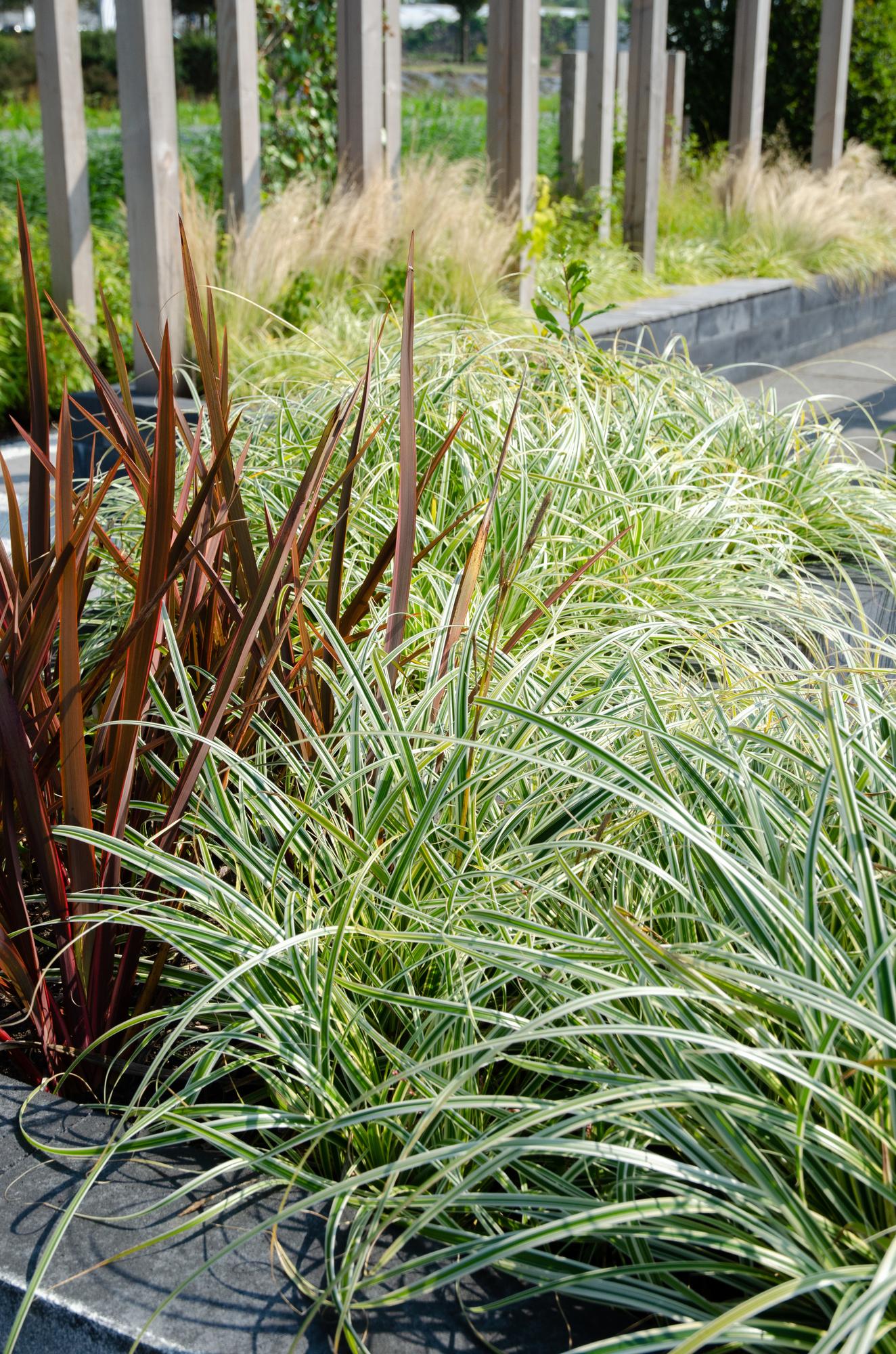 3x Carex hachijoensis 'Evergold' – Immergrünes Ziergras Ø14 cm