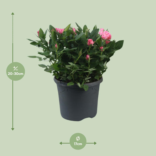Topfrose Rosa Jewel Patio Sparkling Ø17cm, 30cm Höhe