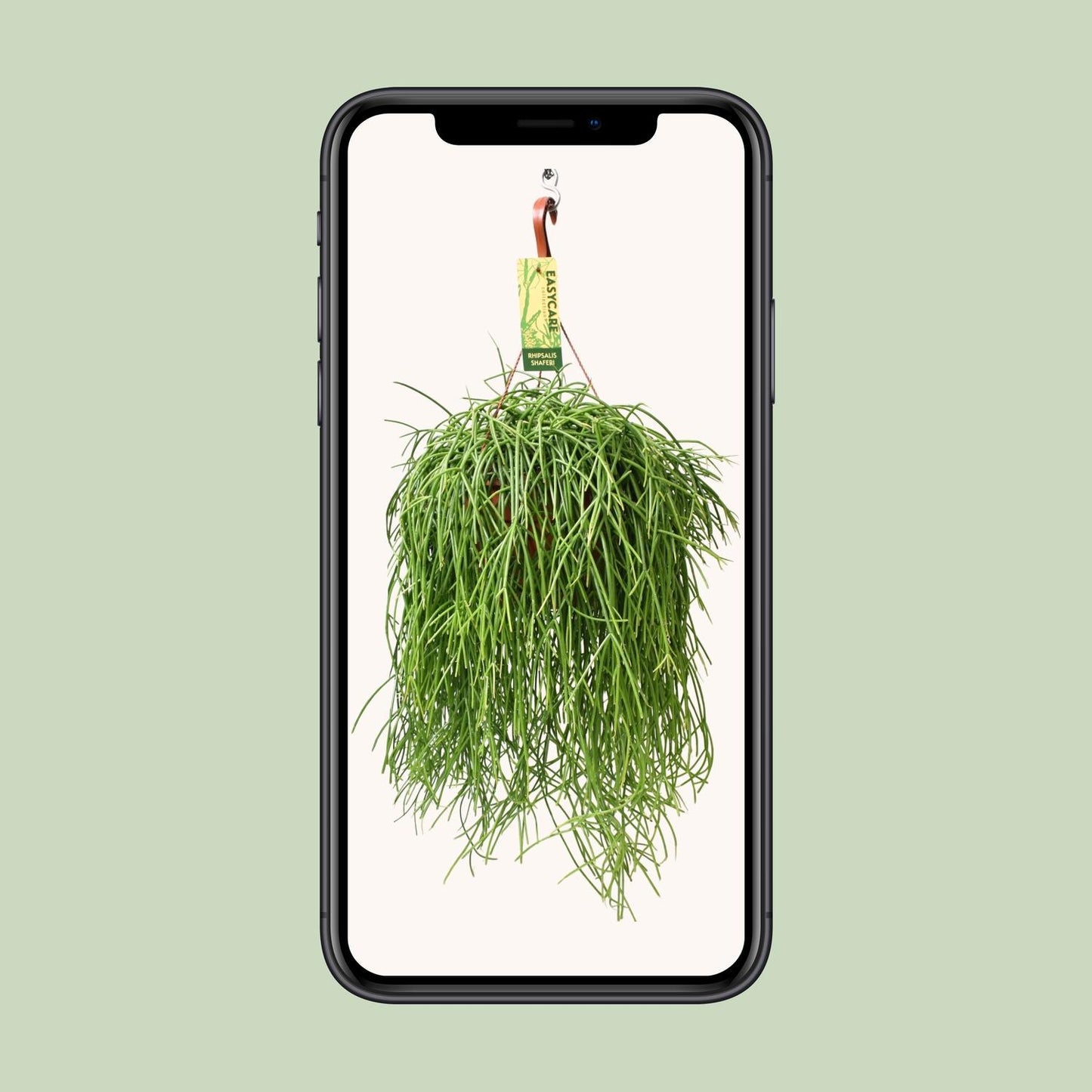 Rhipsalis Baccifera Shaferi – Pflegeleichte Hängepflanze Ø21cm