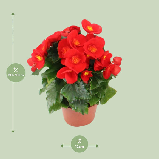 Begonie Sweeties Red Ø12cm – Pflegeleicht & Farbenfroh