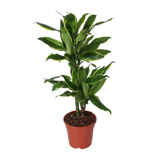 Dracaena Golden Coast – Pflegeleichter Drachenbaum Ø17cm
