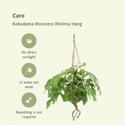 Kokodama Monstera Minima Hang – 2er Set Ø15 cm