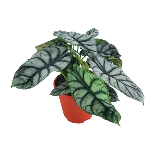 Alocasia Silver Dragon – Exotische, pflegeleichte Zimmerpflanze Ø19cm