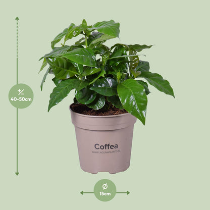 Coffea Arabica - Pflegeleichte Kaffeepflanze Ø15cm