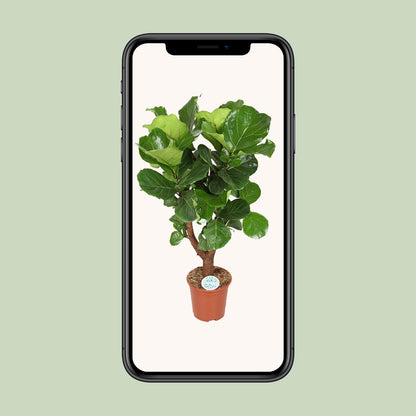 Ficus Lyrata Zimmerpflanze Ø27cm, ca. 130cm hoch