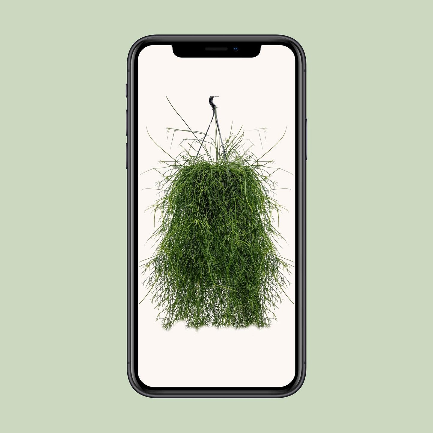 Rhipsalis Cassutha – Pflegeleichter Mistelkaktus 25 cm
