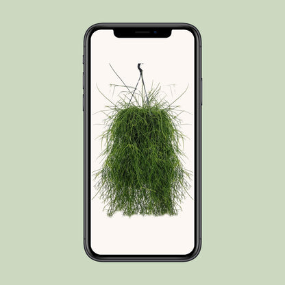 Rhipsalis Cassutha – Pflegeleichter Mistelkaktus 25 cm