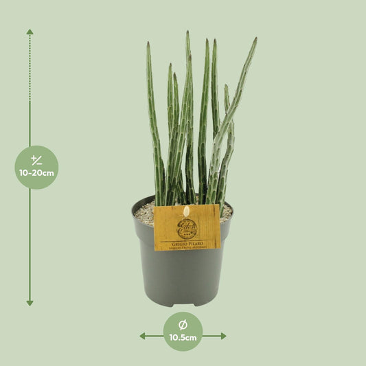 Senecio Stapeliaeformis – Pflegeleichte Zimmerpflanze Ø10,5 cm