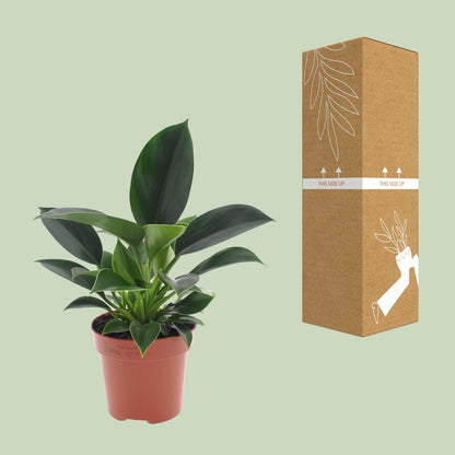 Philodendron Green Princess – Kompakt & Pflegeleicht