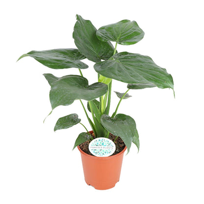 Pfeilblatt 'Cucullata' – 80 cm pflegeleichte Zimmerpflanze