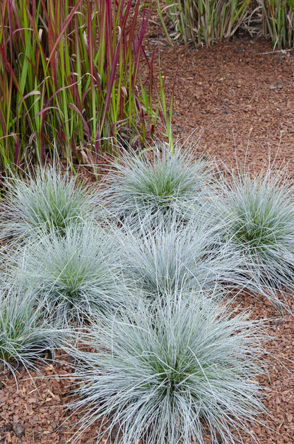 Festuca glauca Azura Blue – Silberblaues Ziergras Ø19cm