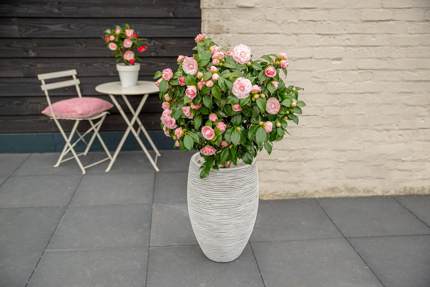 Kamelie 'Bonomiana' – Winterblüher für Garten & Balkon