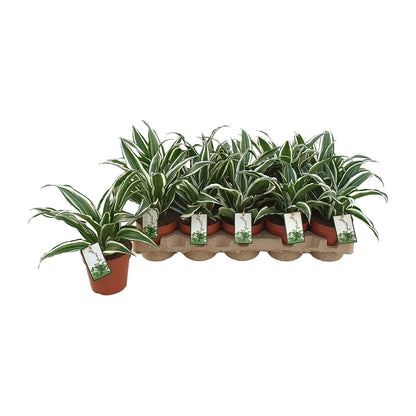 Dracaena White Jewel – Pflegeleichter Drachenbaum Ø12cm