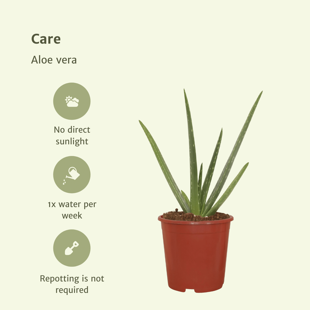 2x Aloe Vera Sukkulente – Pflegeleichte Zimmerpflanze 40 cm